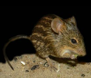 Полосатая мышь