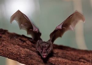 Южноамериканский очковый листонос (Carollia perspicillata)