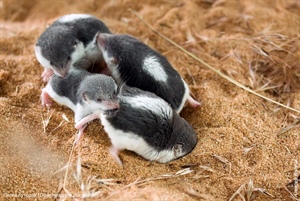 Пегий путорак с выводком