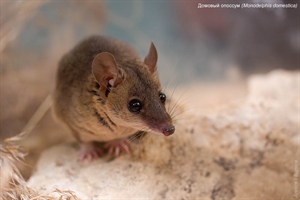 Домовый опоссум (Monodelphis domestica)