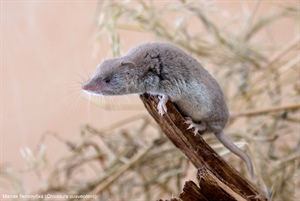 Малая белозубка