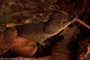 Обыкновенная бурозубка
