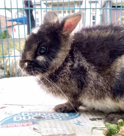 Первое описание детёныша суматранского полосатого кролика (Nesolagus netscheri)