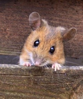 Гнездовой ящик для наблюдений над грызунами в природе