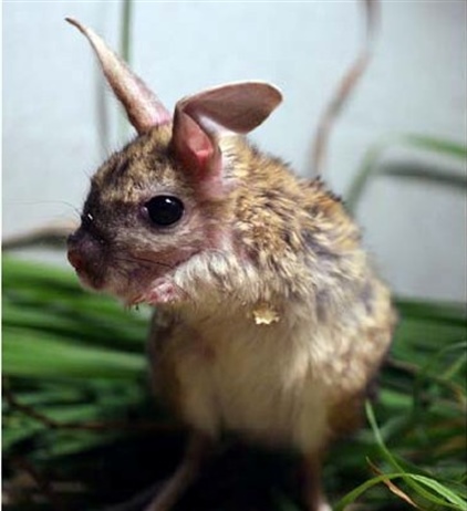 Выкармливание детенышей большого тушканчика (Allactaga major)