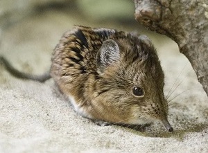 Поведение короткоухих слоновых прыгунчиков при формировании пар