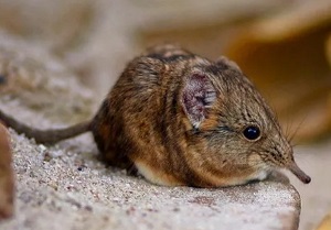 Поведение короткоухих слоновых прыгунчиков (Macroscelides proboscideus) на экспозиции Московского зоопарка