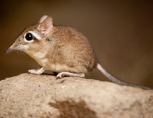 Экология и размножение коротконосого слонового прыгунчика