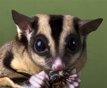 Внутригрупповая социальная организация  карликовых сумчатых летяг в условиях неволи