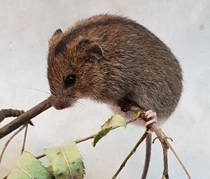 Успешное размножение лесной мышовки в Московском зоопарке