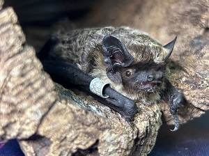 Мечение летучих мышей в Московском зоопарке