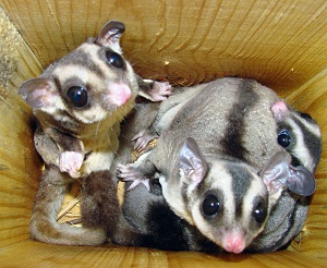 Семейные отношения у карликовых сумчатых летяг